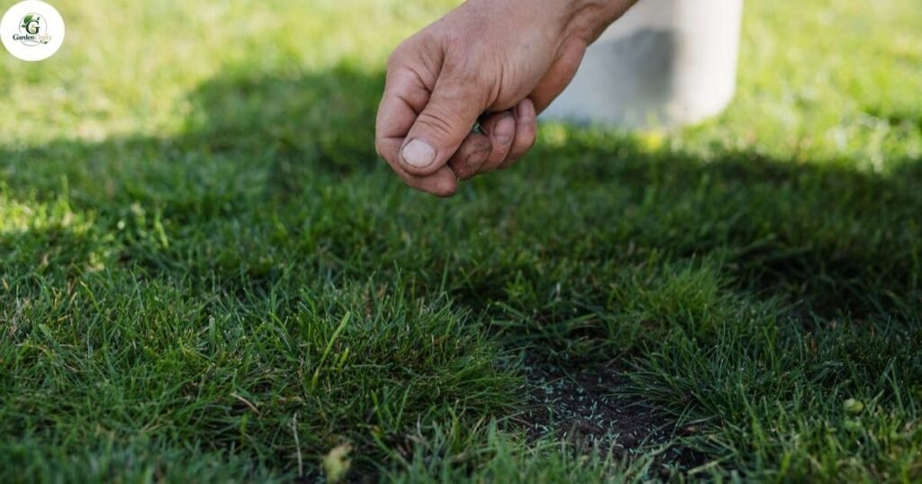 What Happens If You Overseed Too Late in Fall