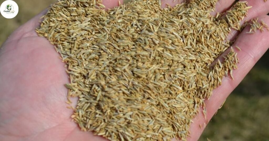 What Is Overseeding