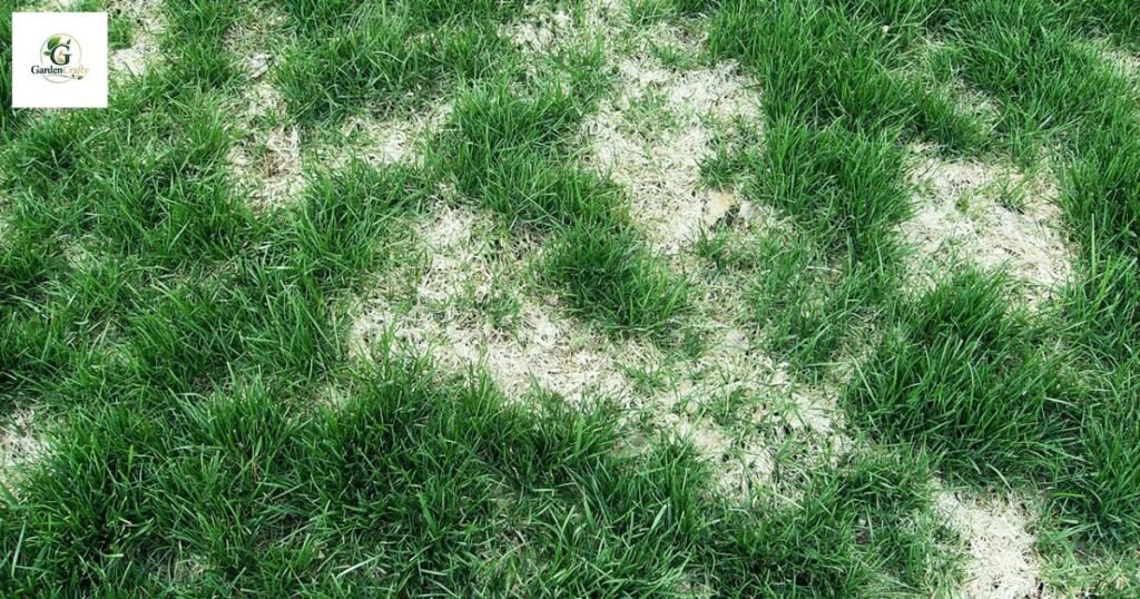 Snow Mold On Grass