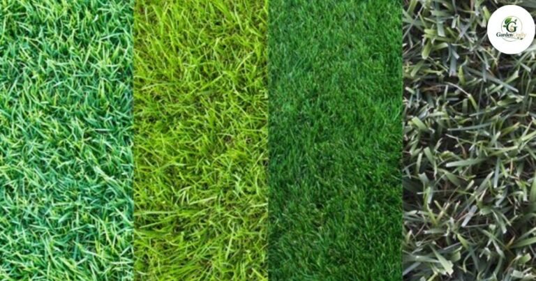 What Kind of Grass Do I Have