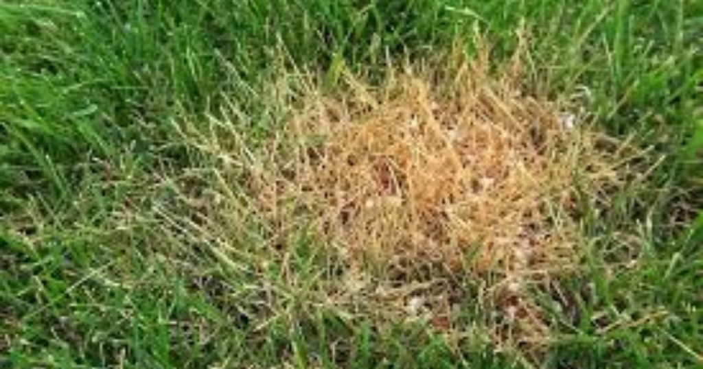 When to Apply Fertilizer With Nitrogen on Your Lawn
