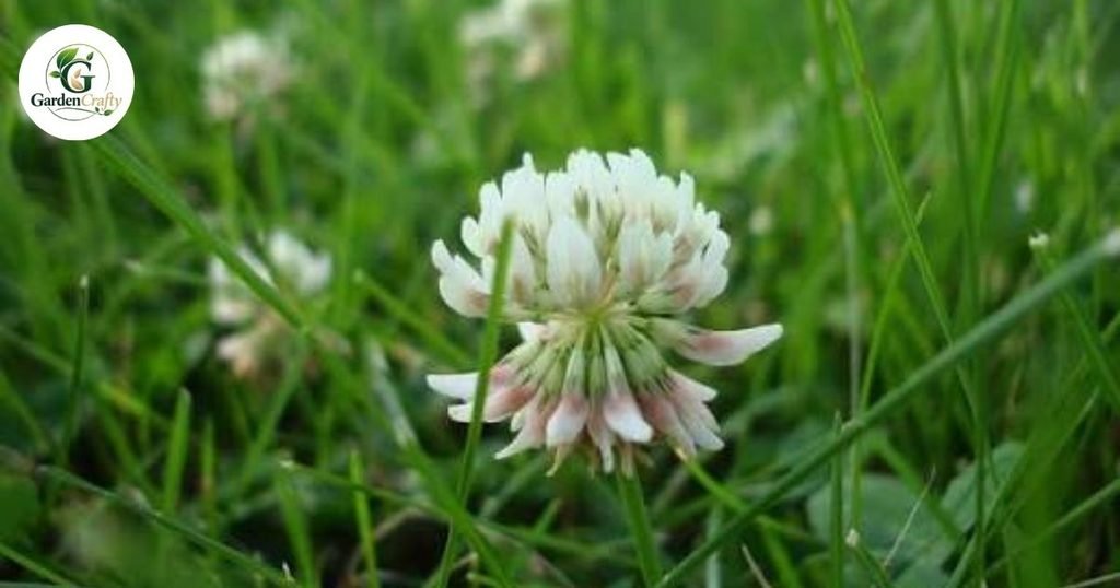Why Clover May Return After Treatment
