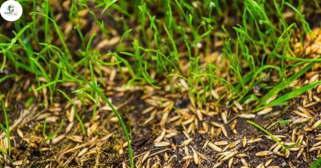 Why Overseed Fescue in Fall