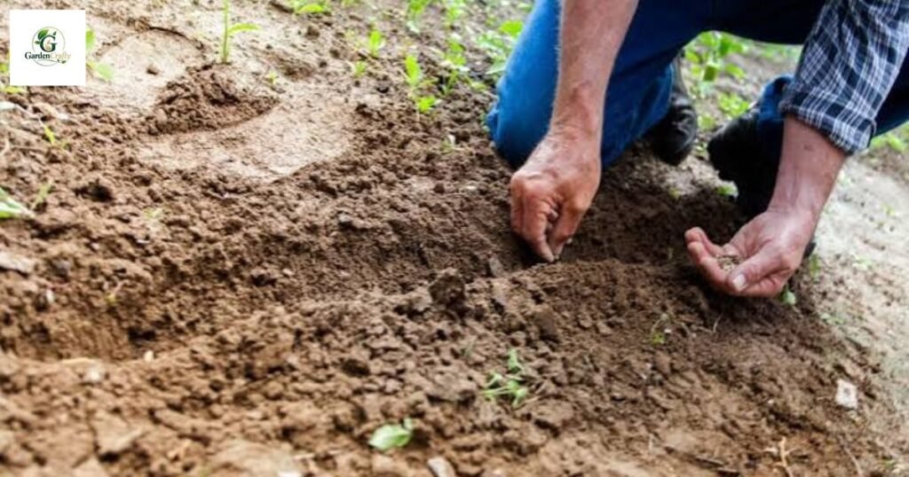 ph level for grass seed