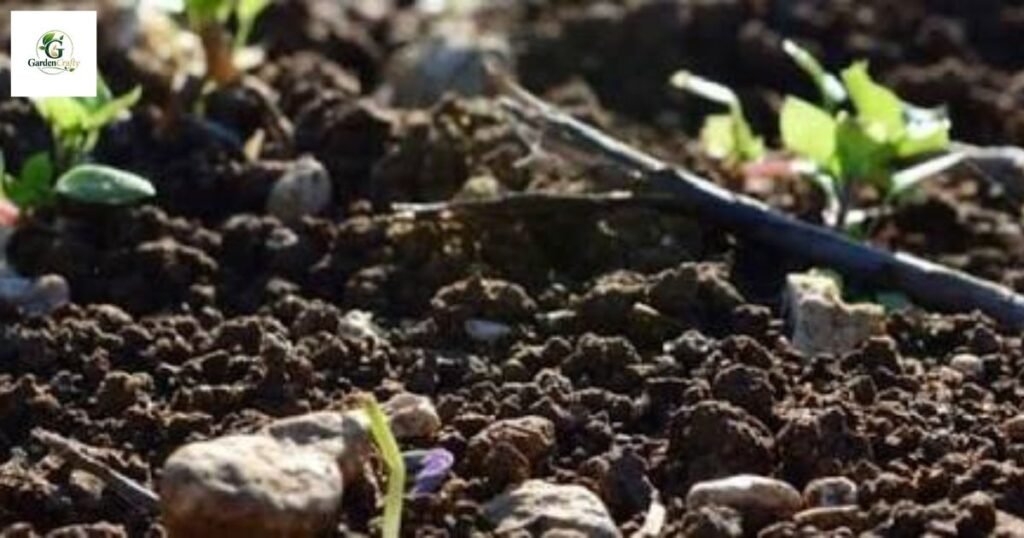 Humic acid for lawns nearby