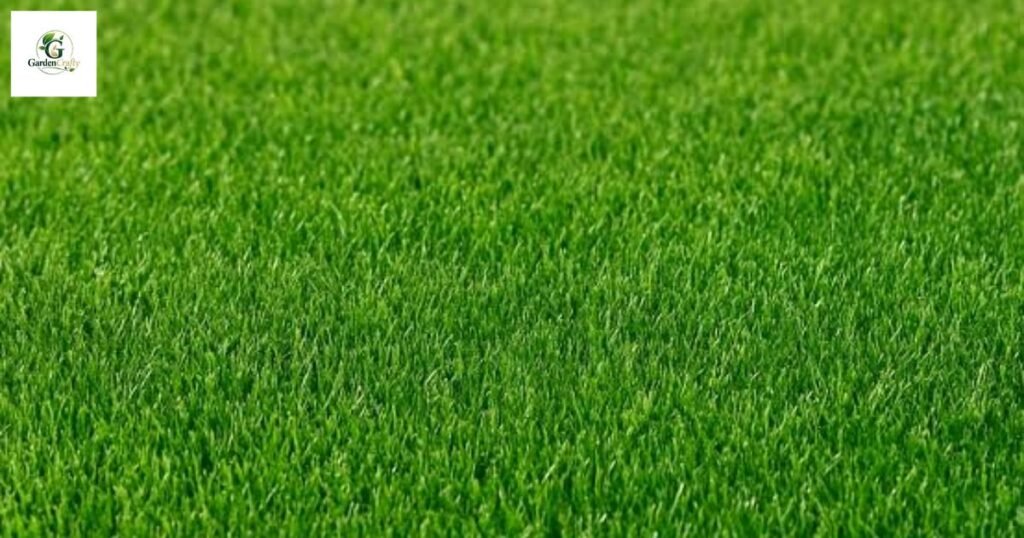 Is Humic Acid Right For Your Lawn