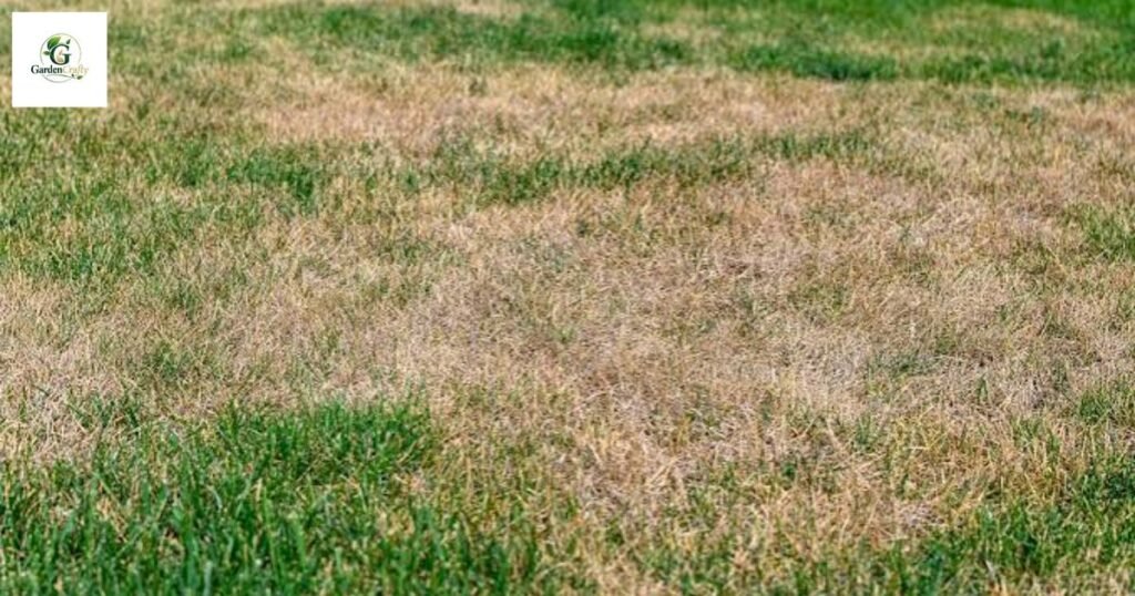 PH Level For Grass