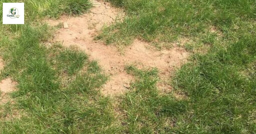 ph level for bermuda grass